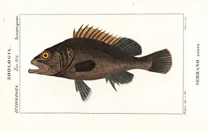 Black grouper, Mycteroperca bonaci Black grouper, Mycteroperca bonaci