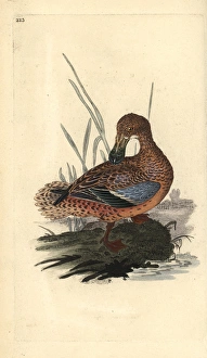 Black grouse or blackgame, Tetrao tetrix Black grouse or blackgame, Tetrao tetrix