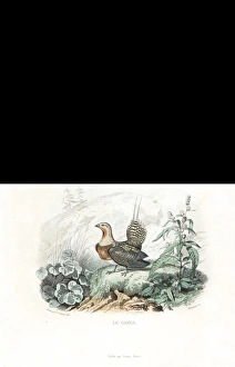Black grouse, western Capercaillie and pin-tailed sandgrouse Black grouse, western Capercaillie and pin-tailed sandgrouse