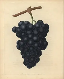 Botanical Illustrations Online Prints: Black Hamburgh grapes, Vitis vinifera