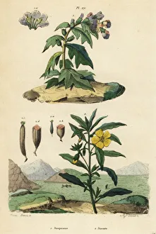 Black henbane and Peruvian primrose-willow Black henbane and Peruvian primrose-willow