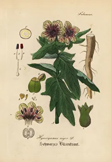 Black henbane or stinking nightshade, Hyoscyamus niger Black henbane or stinking nightshade, Hyoscyamus niger