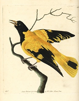 Black-hooded oriole, Oriolus xanthornus Black-hooded oriole, Oriolus xanthornus