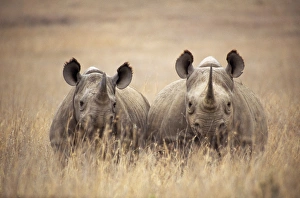 Black / Hooked-lipped Rhinoceros - two in long grass Black / Hooked-lipped Rhinoceros - two in long grass