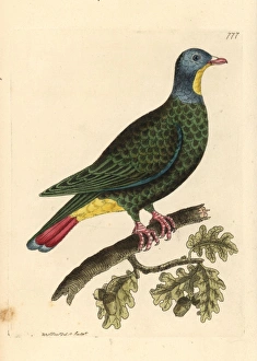 Black-naped fruit dove, Ptilinopus melanospilus Black-naped fruit dove, Ptilinopus melanospilus