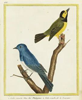 Black-naped monarch and hooded warbler Black-naped monarch and hooded warbler