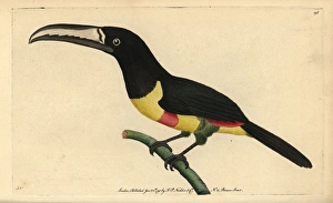 Black-necked aracari, Pteroglossus aracari Black-necked aracari, Pteroglossus aracari