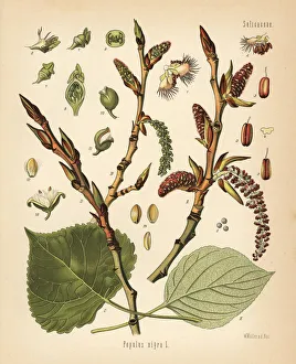 Black poplar tree, Populus nigra Black poplar tree, Populus nigra