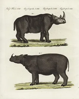 Black rhinoceros and extinct Sumatran rhinoceros Black rhinoceros and extinct Sumatran rhinoceros