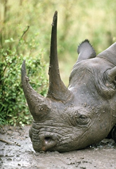Black Rhinoceros - resting - head only Black Rhinoceros - resting - head only