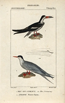 Black skimmer, Rynchops niger, and common tern Black skimmer, Rynchops niger, and common tern