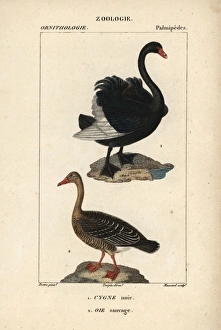 Black swan, Cygnus atratus, and wild greylag Black swan, Cygnus atratus, and wild greylag