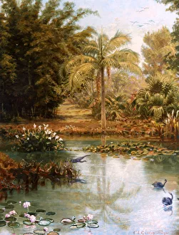 Black Swans, Charles E Gordon Frazer Black Swans, Charles E Gordon Frazer