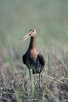 Black-tailed Godwit - nervous about intruders Black-tailed Godwit - nervous about intruders