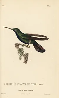 Black-throated mango, Anthracothorax nigricollis Black-throated mango, Anthracothorax nigricollis