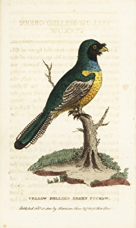 Black-throated trogon, Trogon rufus chrysochloros Black-throated trogon, Trogon rufus chrysochloros