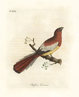 Black-throated trogon, Trogon rufus, female Black-throated trogon, Trogon rufus, female