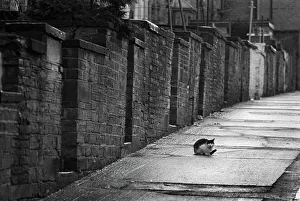 Black and white cat in backstreet, Bradford, Yorkshire Black and white cat in backstreet, Bradford, Yorkshire