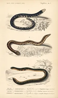 Black and white worm lizard, blind snake Black and white worm lizard, blind snake