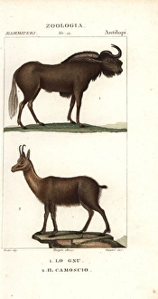 Black wildebeest or gnu, Connochaetes gnou Black wildebeest or gnu, Connochaetes gnou