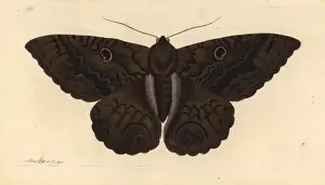 Handcolored Copperplate Engraving Prints: Black witch moth, Ascalapha odorata