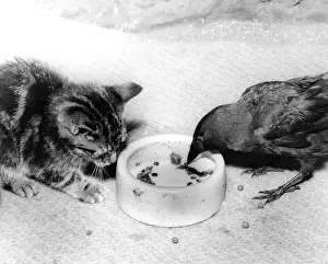 Retro Pet Pictures Prints: Blackbird and Kitten