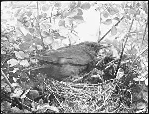 Nature Photography UK Prints: Blackbird Nesting