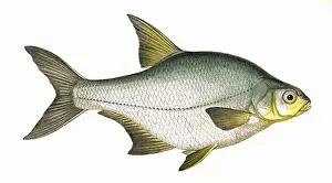 Victorian Fish Species Prints: Blicca bjoerkna, or Silver Bream