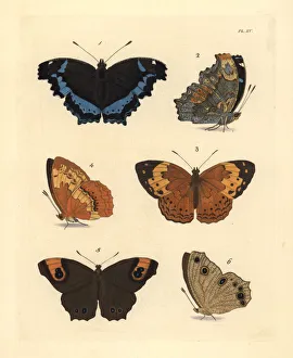 Blue admiral, rustic and evening brown butterflies Blue admiral, rustic and evening brown butterflies