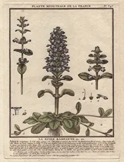 Blue Bugle Plant Prints: Blue bugle, Bugleherb, Bugleweed, Carpetweed