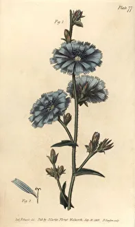 Blue succory or common chicory, Cichorium intybus Blue succory or common chicory, Cichorium intybus