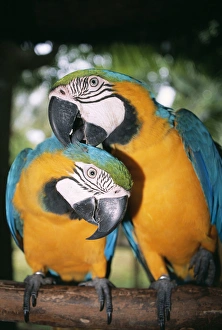 Blue and Yellow MACAWS / Blue and Gold macaws - X2 preening Blue and Yellow MACAWS / Blue and Gold macaws - X2 preening