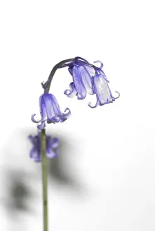 Wildflower Plant Prints: Bluebell