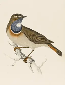 Historical Birds Of Prey Prints: Bluethroat / Bluebreast