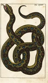 Snake Illustration Prints: Boa constrictor