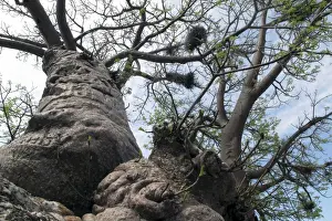 Boab / Baobab Tree Print - Adansonia sp