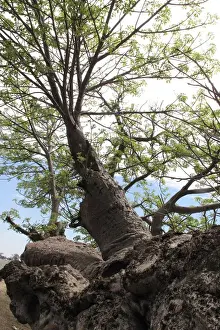 African Baobabs Prints: Boab / Baobab Tree