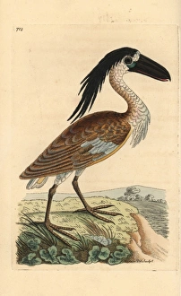 Boat-billed heron, Cochlearius cochlearius Boat-billed heron, Cochlearius cochlearius