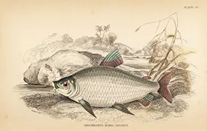 Bocachico or koulimata, Prochilodus rubrotaeniatus Bocachico or koulimata, Prochilodus rubrotaeniatus