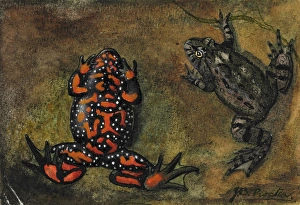 Bombina bombina, european fire-bellied toad Bombina bombina, european fire-bellied toad
