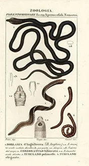 Bootlace worm, proboscis worm, ribbon worm Bootlace worm, proboscis worm, ribbon worm