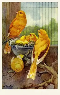 Border Canaries Print, c.1937