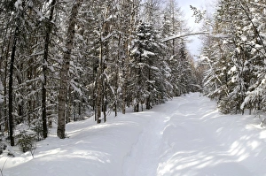 Boreal forest after a heavy snowfall Boreal forest after a heavy snowfall