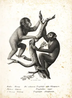 Bornean orangutan and chimpanzee, both endangered Bornean orangutan and chimpanzee, both endangered