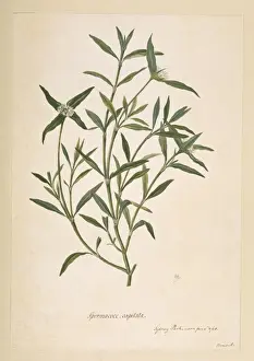 Rubiaceae Family Plants Prints: Borreria capitata