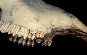 Print of Bos taurus Chillingham cattle Jaw bone and teeth