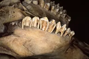 Chillingham Cattle Jaw Bone Print