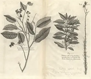 Angiosperm Illustrations Online Prints: Botanical engravings
