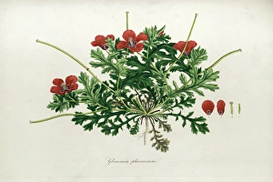 Botanical illustration Glaucium phoenicum (Sibthorp) Botanical illustration Glaucium phoenicum (Sibthorp)
