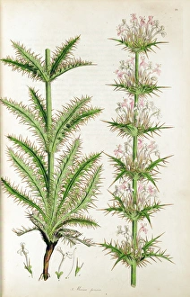 Botanical illustration Morina persica from Sibthorp Botanical illustration Morina persica from Sibthorp